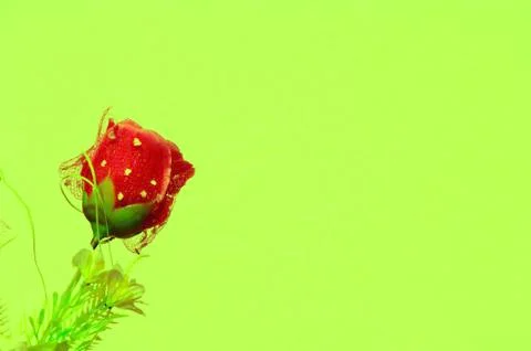 Rose Stock Photos