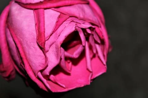 Rose Stock Photos