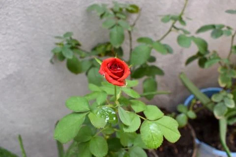 Rose 写真素材
