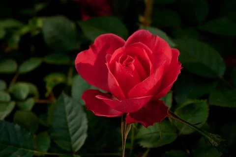 Rose Stock Photos
