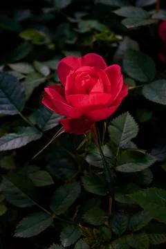Rose Stock Photos
