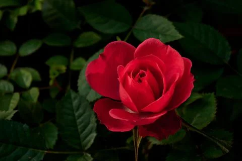 Rose Stock Photos