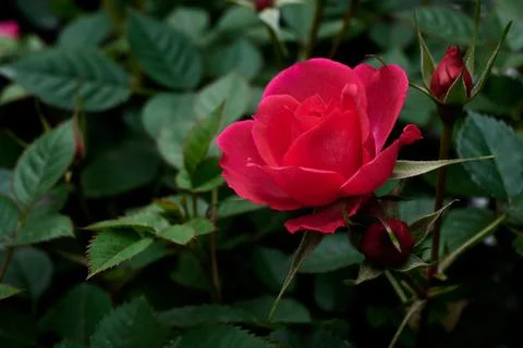 Rose Stock Photos