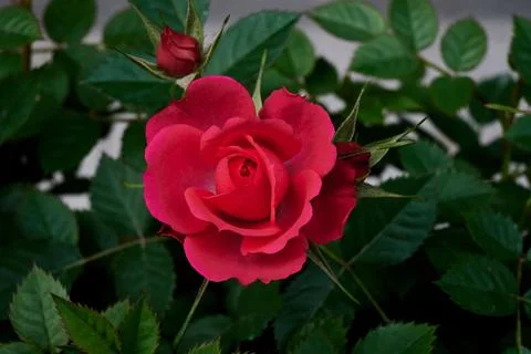 Rose Stock Photos