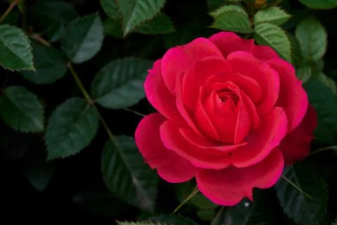 Rose Stock Photos