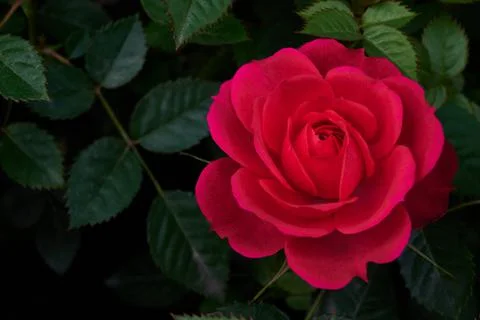 Rose Stock Photos