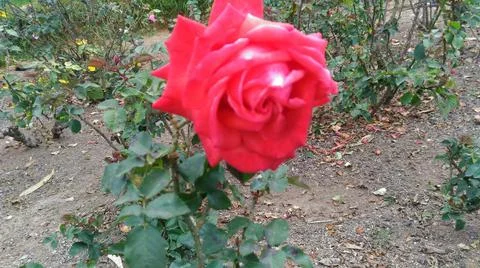 Rose Stock Photos
