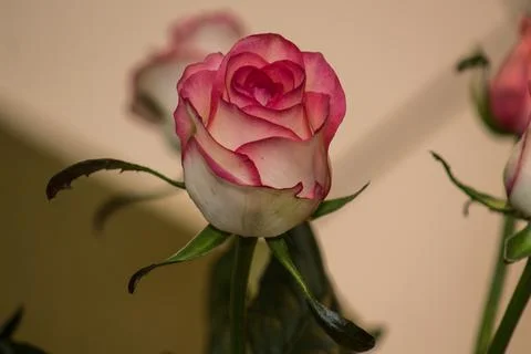 Rose Stock Photos