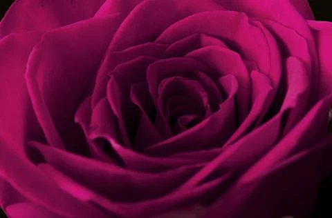 Rose Stock Photos