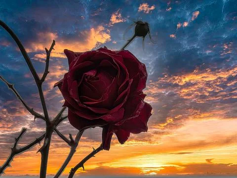 The rose Stock Photos