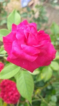Rose Stock Photos
