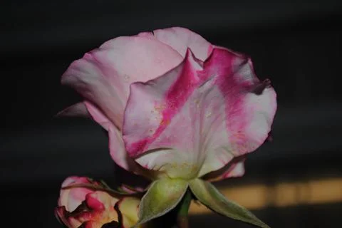Rose Stock Photos