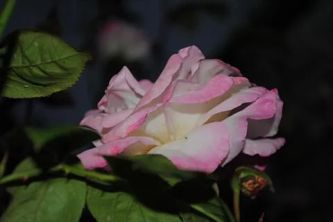 Rose Stock Photos