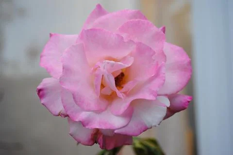 Rose Stock Photos
