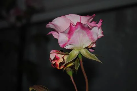 Rose Stock Photos