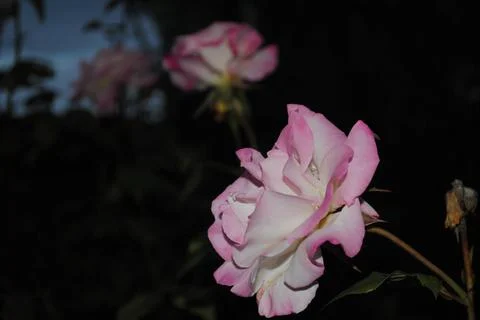 Rose Stock Photos
