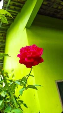 The rose Stock Photos