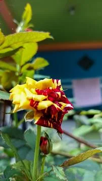 The rose Stock Photos