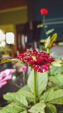 The rose Stock Photos