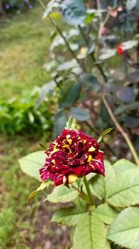 The rose Stock Photos