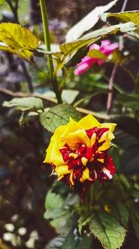 The rose Stock Photos