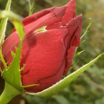 Rose Photos