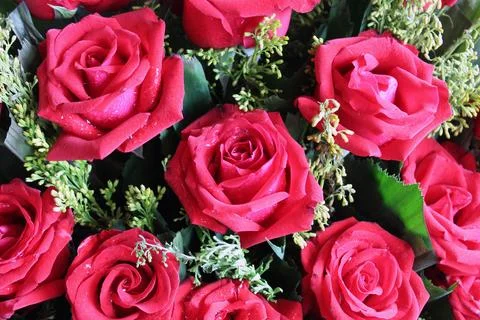 Rose Stock Photos