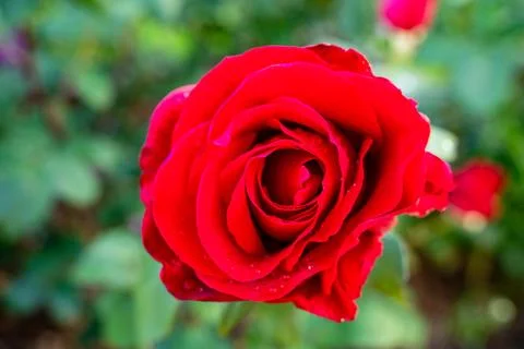 Rose Foto stock