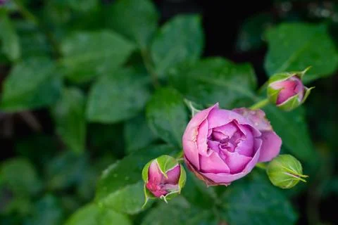 Rose Foto stock