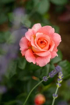 Rose Stock Photos