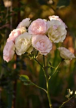 Rose Stock Photos