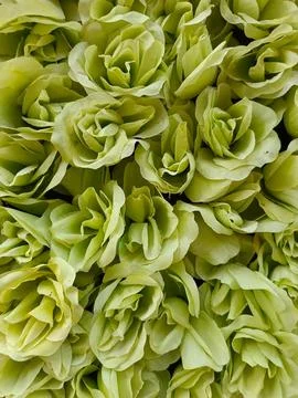 Rose Fotos de archivo