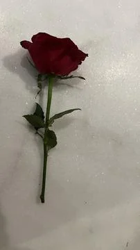 Rose Stock Photos