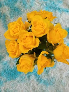 Rose Stock Photos