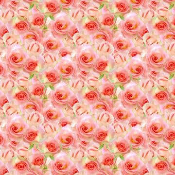 Rose pich Stock Photos