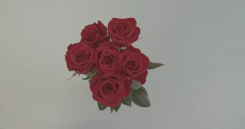 Rose picked from Vase on White Background Stock Footage 124093098