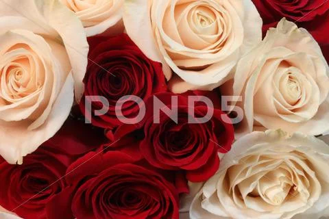 Rose Pile Close Up Stock Photos