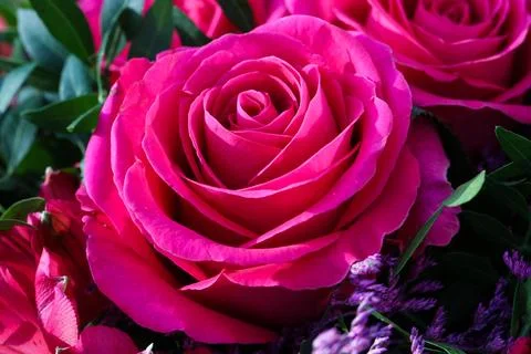 Rose pink 2 Stock Photos