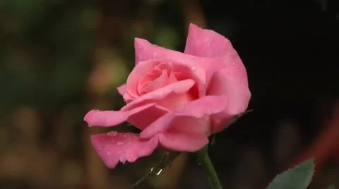 Rose pink Stockbeeldmateriaal 5954508