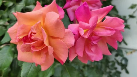 Rose pink Stock Footage 246182426