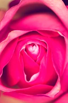 Rose, pink, macro Stock Photos