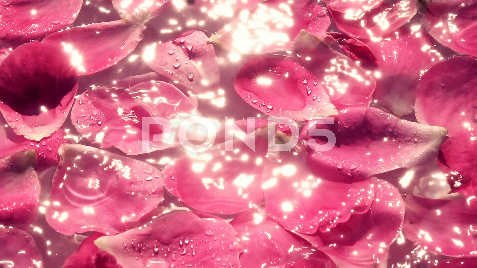 Falling pink rose petals. Valentine slow, Stock Video