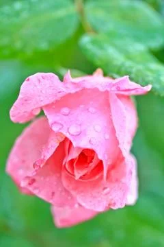 Rose pink. Stock Photos