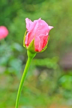 Rose pink. Stock Photos