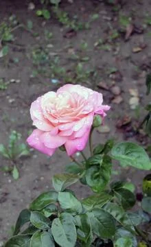Rose pink Stock Photos