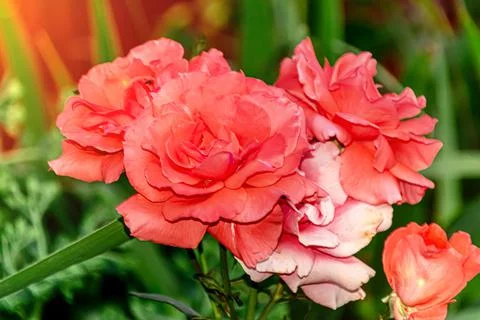 Rose pink Stock Photos