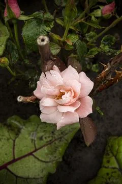 Rose pink Stock Photos