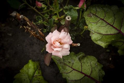 Rose pink Stock Photos