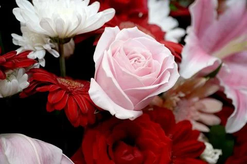 A Rose Pink Stock Photos