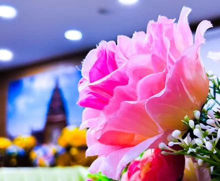 Rose pink Stock Photos